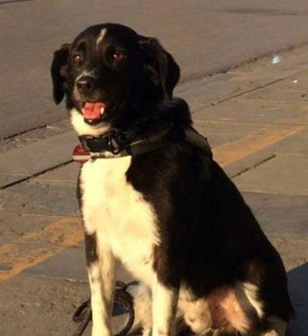 Il cane Strolch