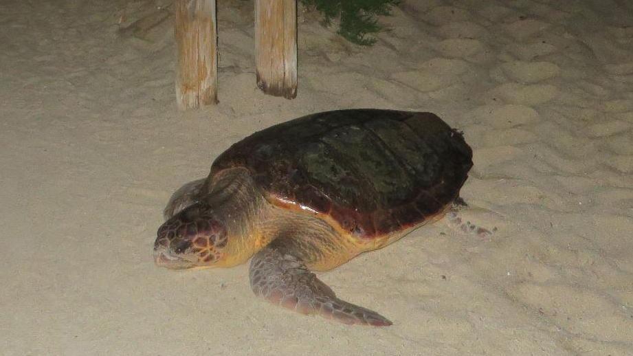 Oggi è il Tartaday, la giornata dedicata alle tartarughe marine