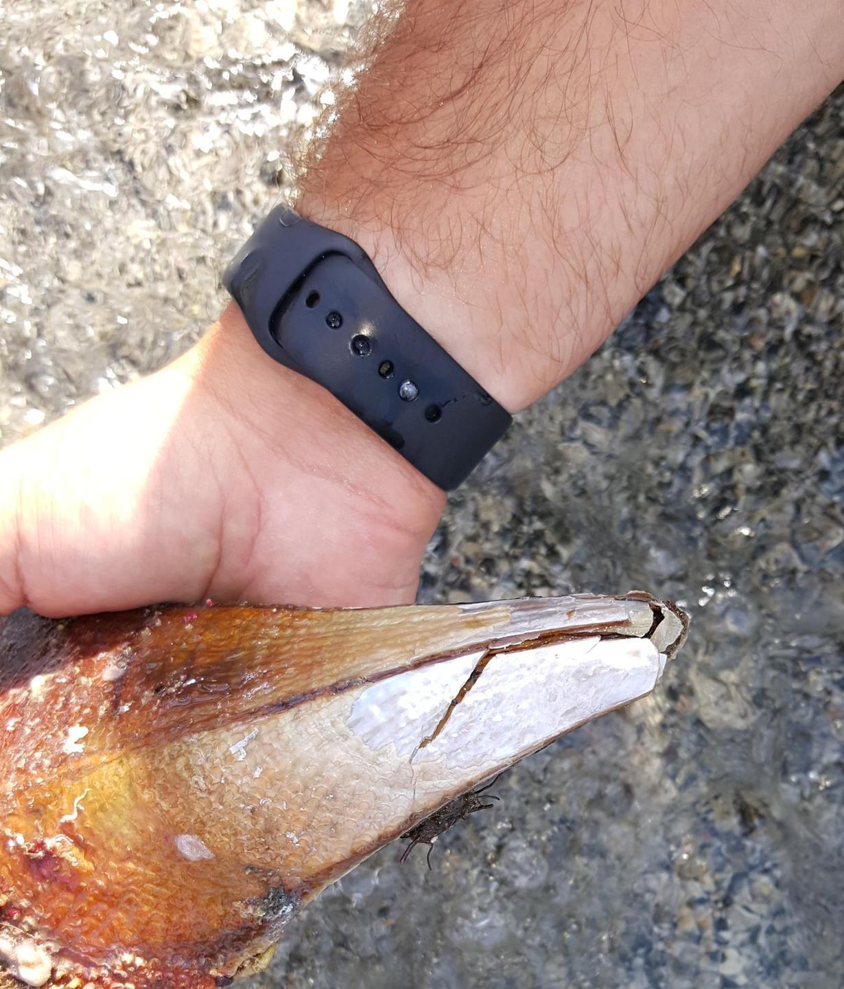 Pesca una “nacchera”, multato