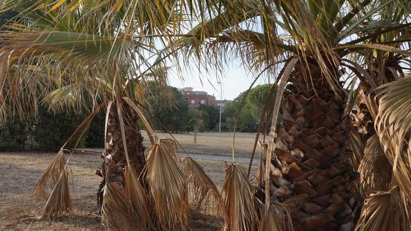 «Portate dell’acqua a quelle tre palme»