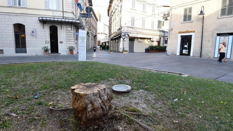 Addio al melograno di piazza Gioberti