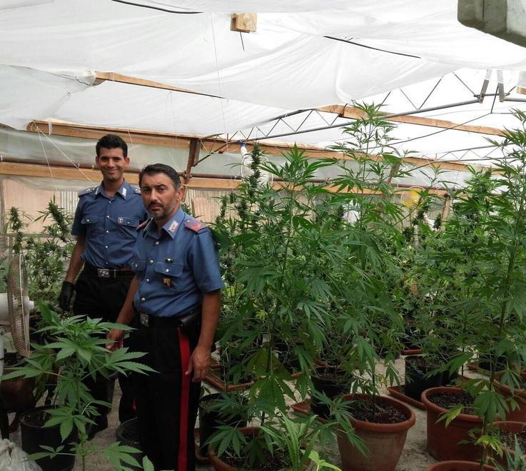 A Lido maxi-serra di marijuana 