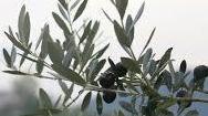 Mosca olearia “uccisa” dal caldo
