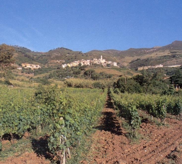 La vendemmia è già cominciata anche all’Elba
