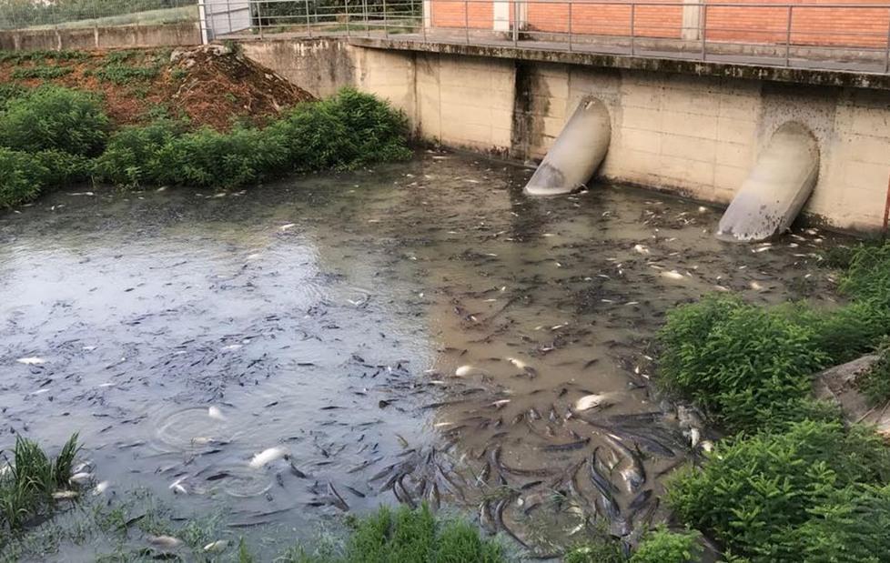 Idrovoro di Argenta Morìa di pesci nell’invaso in valle