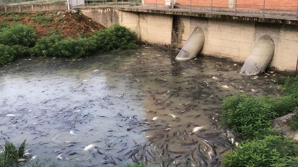 Idrovoro di Argenta Morìa di pesci nell’invaso in valle