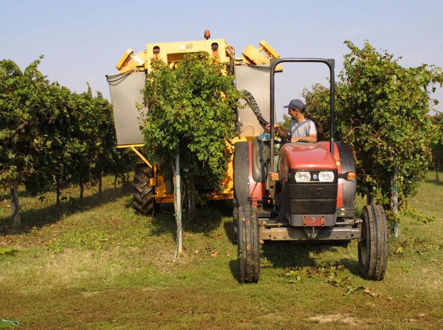 La vendemmia parte in anticipo: si inizia dalla Spergola