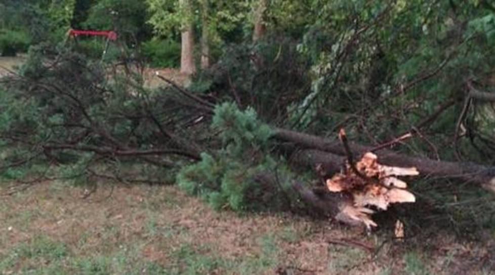 Caduti molti alberi al Parco degli Sceriffi «Tagli necessari»