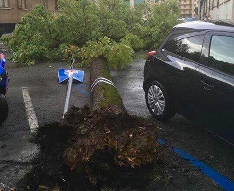 L'albero caduto (foto dalla pagina Facebook del sindaco Dario Nardella)