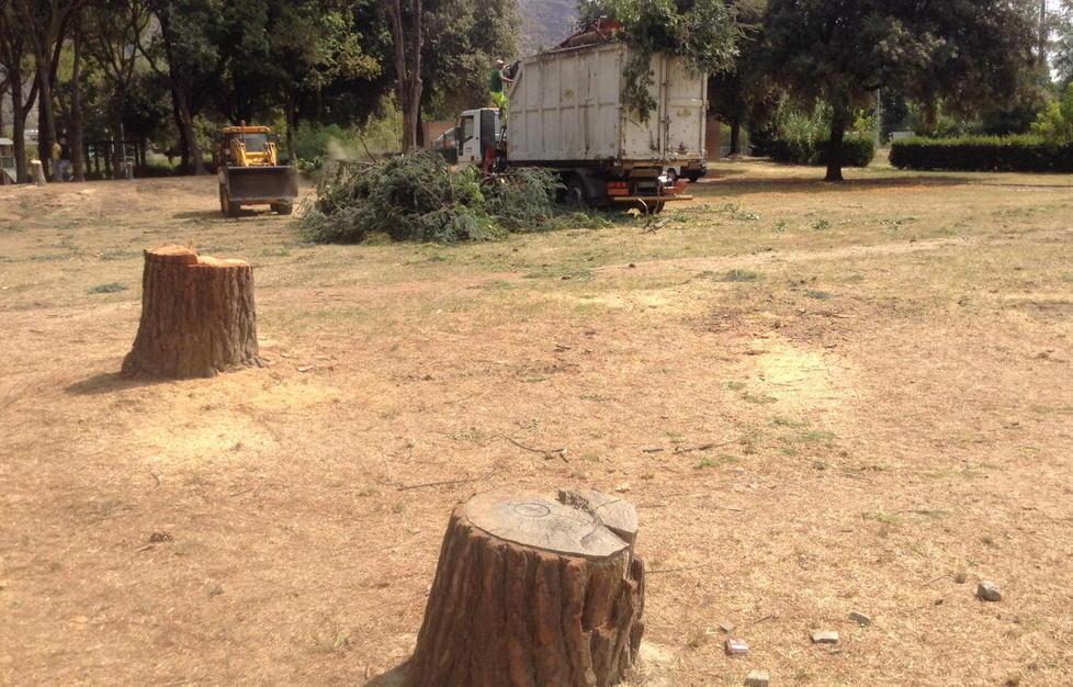 Nuova scuola, via gli alberi 