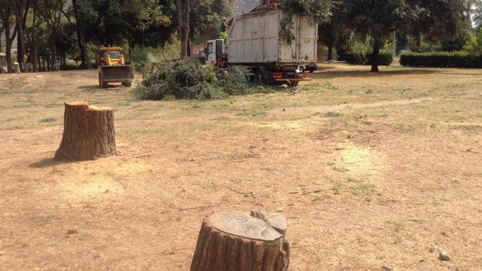 Nuova scuola, via gli alberi