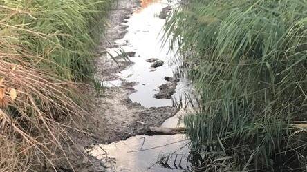 Siccità, canale a secco decine di pesci salvati con il guadino