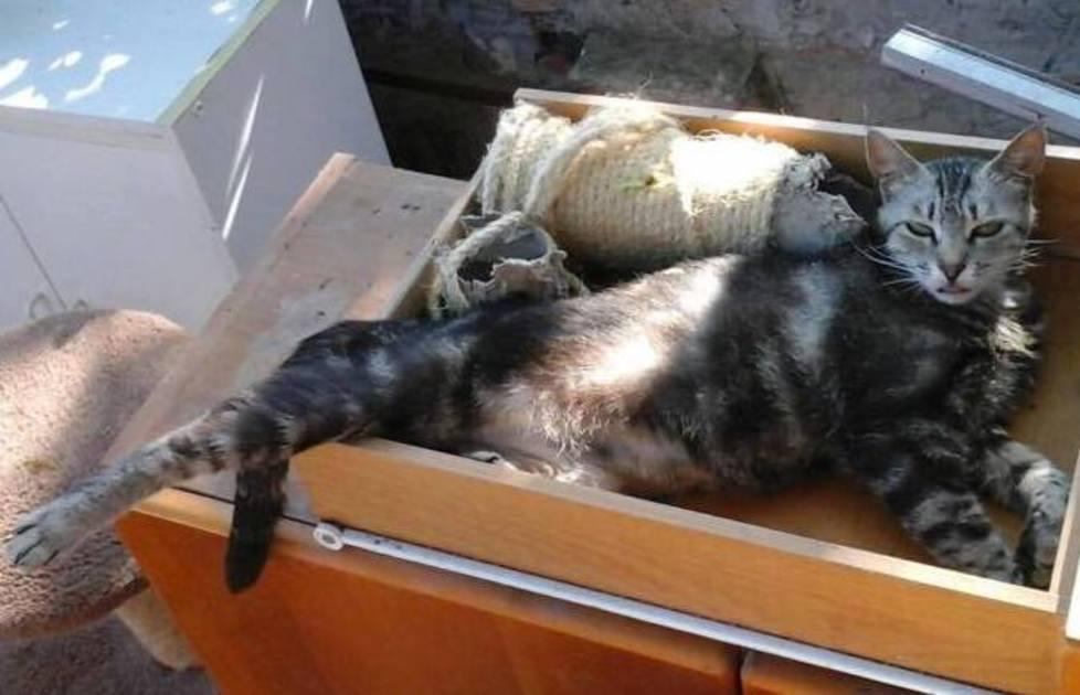 sos animali