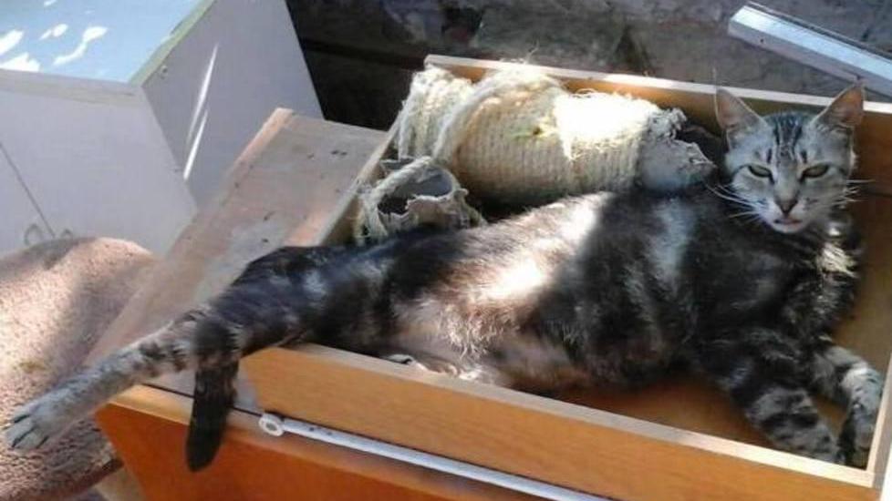 sos animali