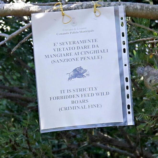 L’Enpa: «Il nostro no alla deportazione non è giusto, meglio recintare la spiaggia»