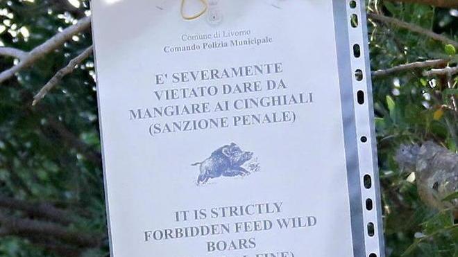 L’Enpa: «Il nostro no alla deportazione non è giusto, meglio recintare la spiaggia»