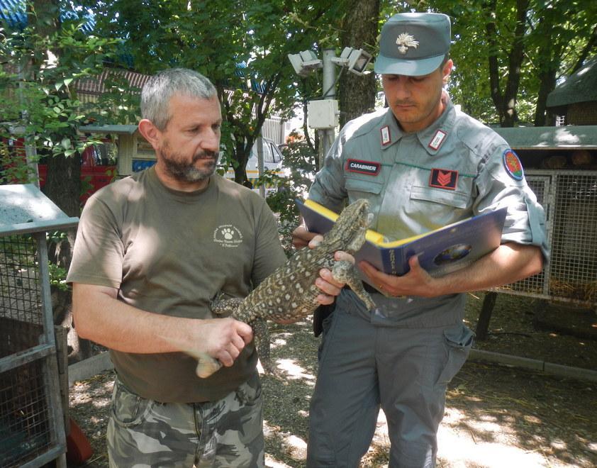 Porta a spasso il cane e incontra... un varano 