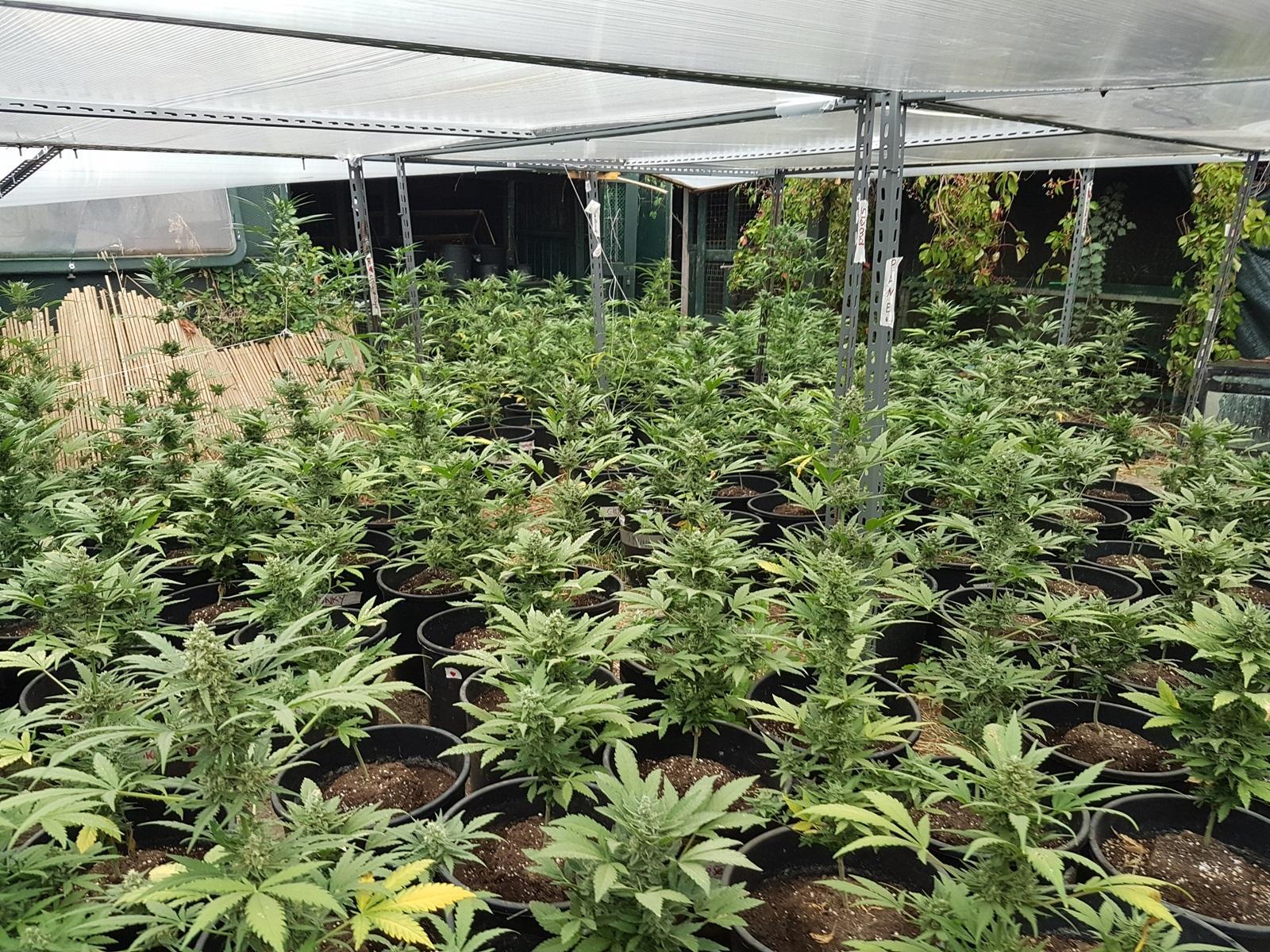 Le piantine di marijuana 