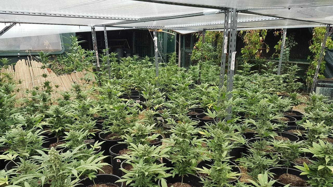 Le piantine di marijuana