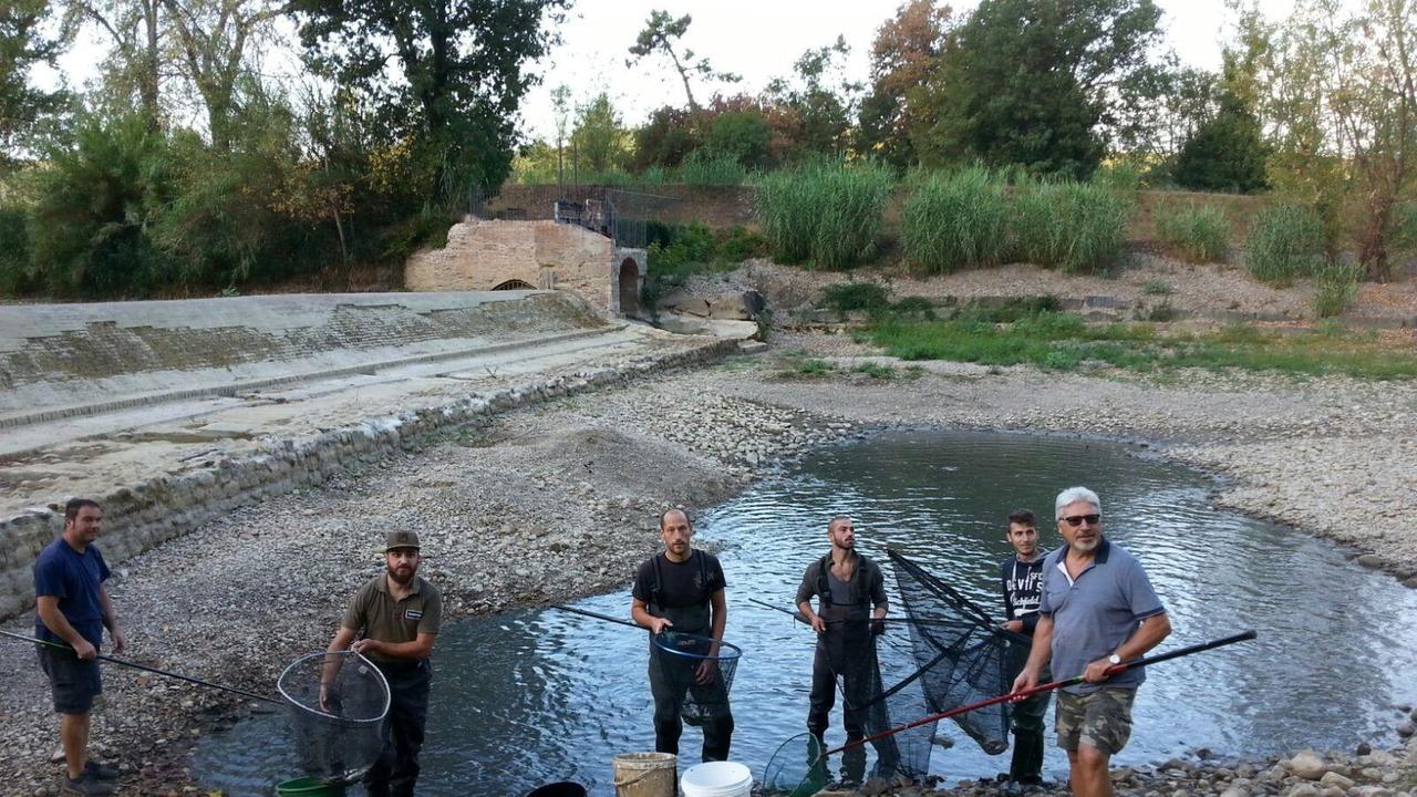 I volontari impegnati nel salvataggio dei pesci