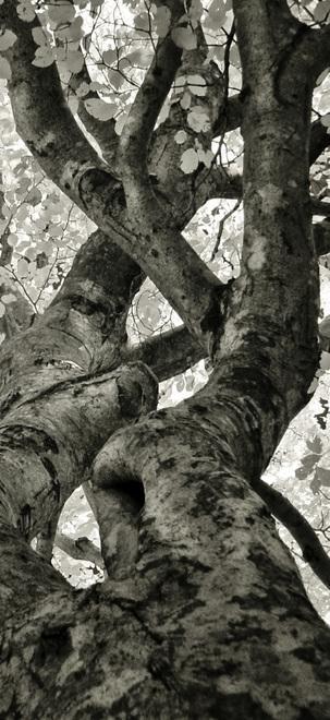 Nella canonica gli “Alberi” di Giorgio Andreoli