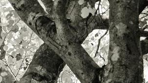 Nella canonica gli “Alberi” di Giorgio Andreoli