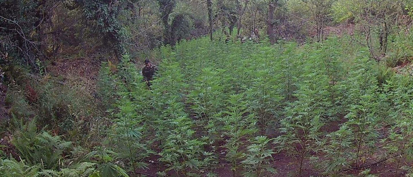 Sequestrato un campo con 1500 piante di cannabis