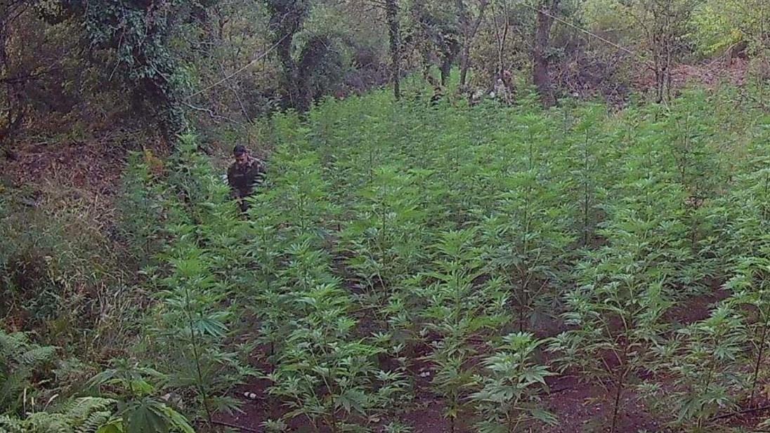 Sequestrato un campo con 1500 piante di cannabis