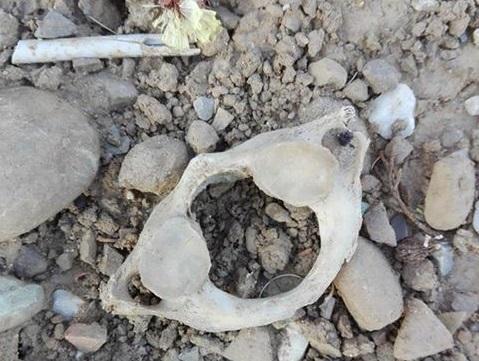 Il ritrovamento di ossa umane nel cimitero di Coiano (foto Sergio Puggelli)