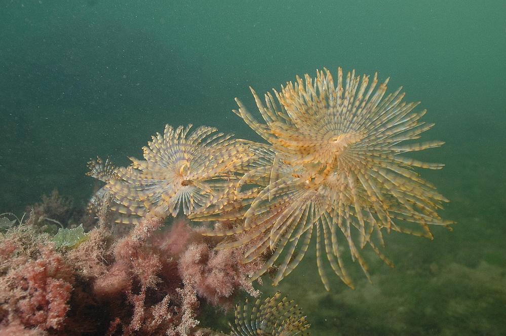 Il mare colonizzato dagli alieni: c'è poco tempo per fermarli