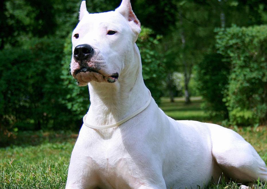 Aggredito dal cane di un amico: grave in ospedale