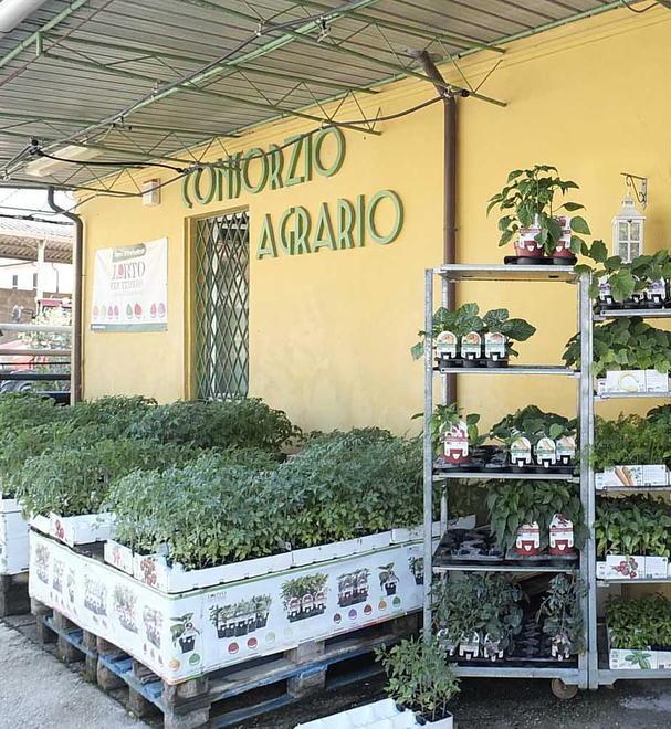 Consorzio agrario, Pisa con Livorno 