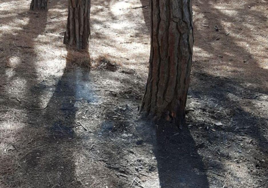 Svegliati in pieno giorno il bivacco è nella pineta 