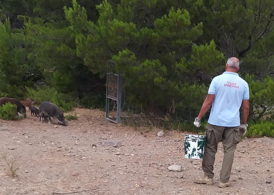 Catturati i primi cinghiali alla spiaggia di Calignaia 