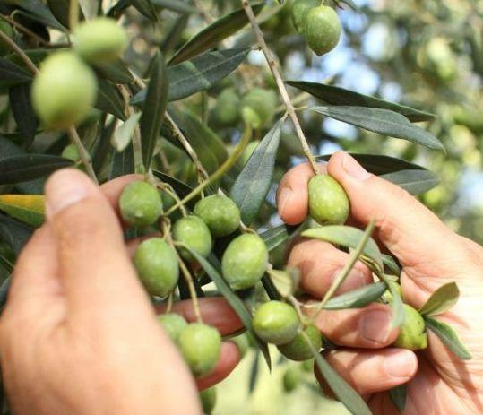 Alghero, doppio oro per l'Accademia olearia