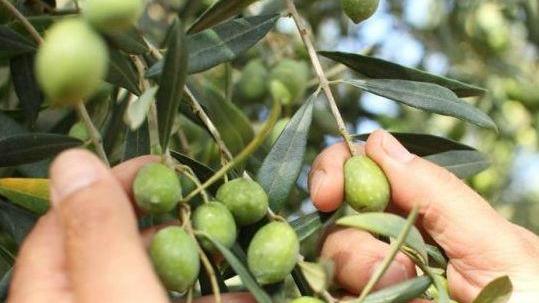 Alghero, doppio oro per l'Accademia olearia