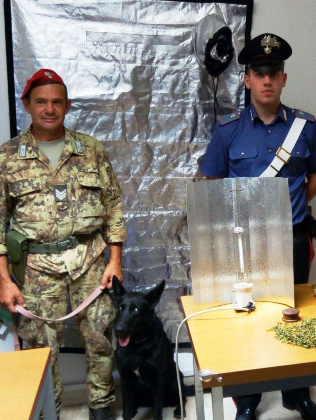 Donna denunciata per cannabis 