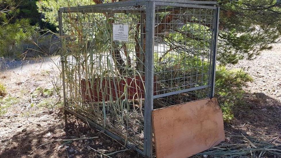Presi e trasferiti altri cinque cinghiali a Calignaia