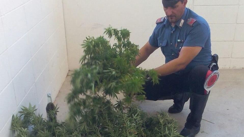 Le piante di cannabis sequestrate dai carabinieri di Follonica