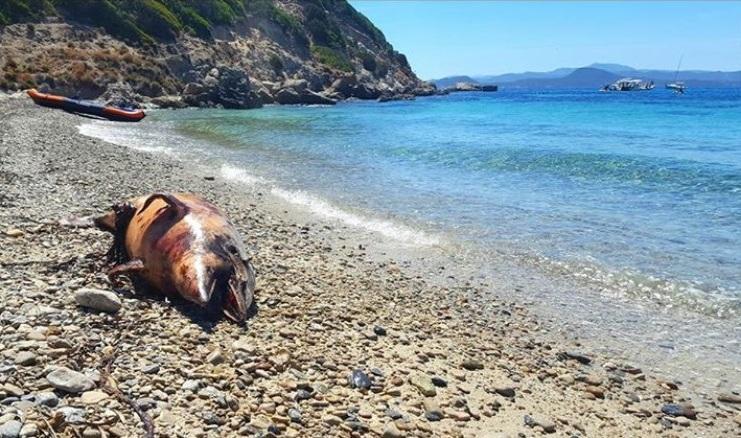 Il delfino spiaggiato