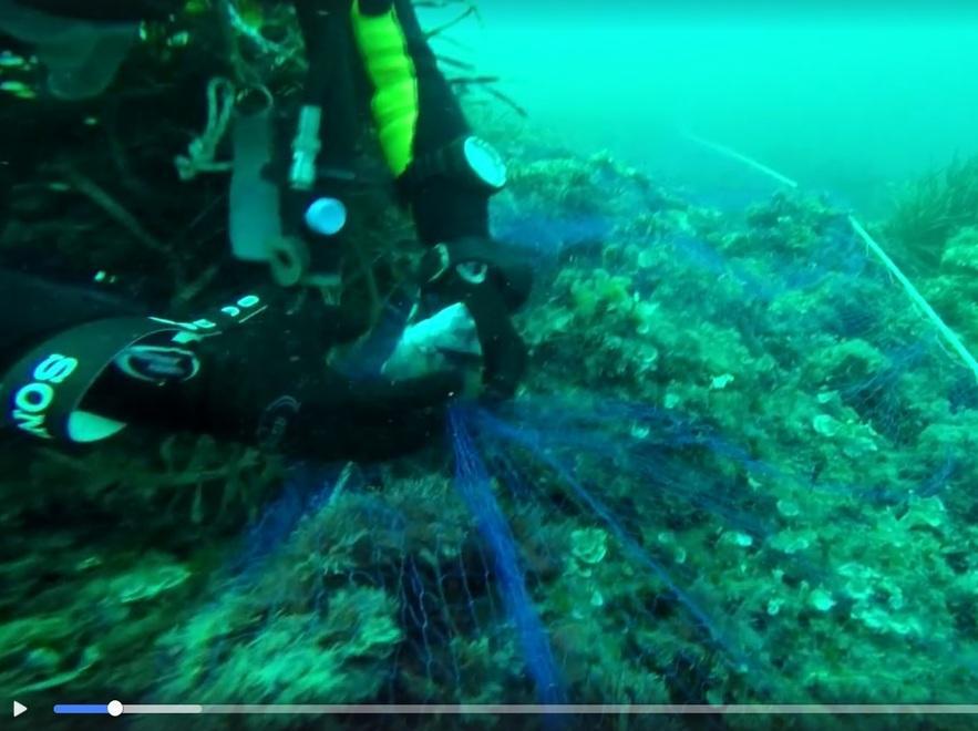 "Uccidono il corallo", studio internazionale boccia le reti da pesca 