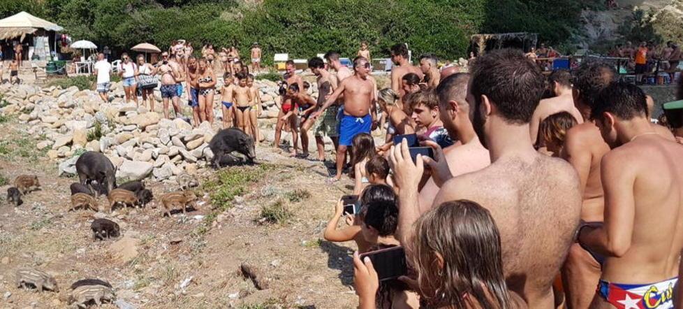 I bagnanti di Calignaia stanno con i cinghiali: «Uno spettacolo della natura» 