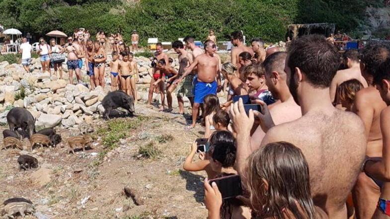 I bagnanti di Calignaia stanno con i cinghiali: «Uno spettacolo della natura»