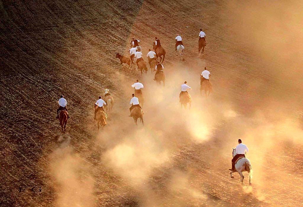 Guasila, si rinnova l'antica tradizione della caccia alla giovenca