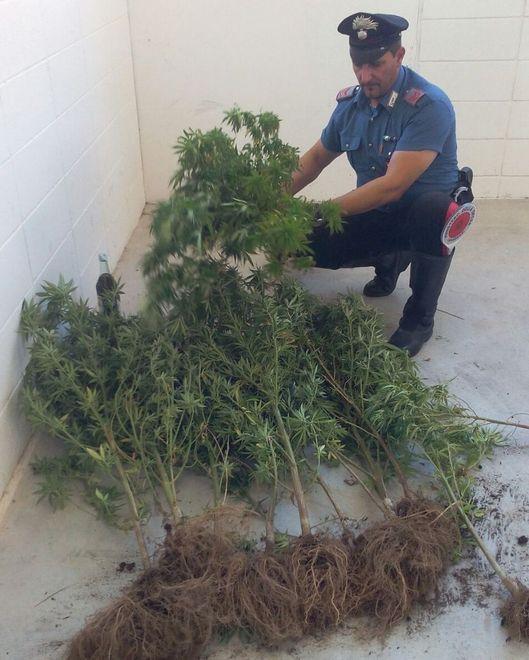Pescatore-contadino coltiva cannabis nel podere: arrestato 