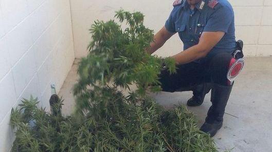 Pescatore-contadino coltiva cannabis nel podere: arrestato