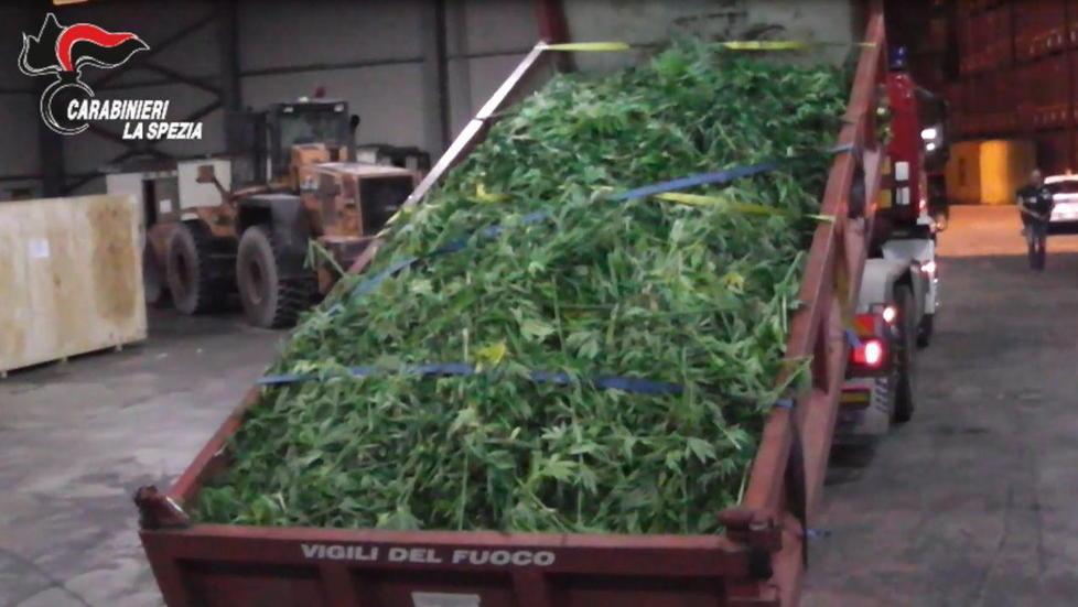  Piante di marijuana alte più di due metri nel campo sul Magra 