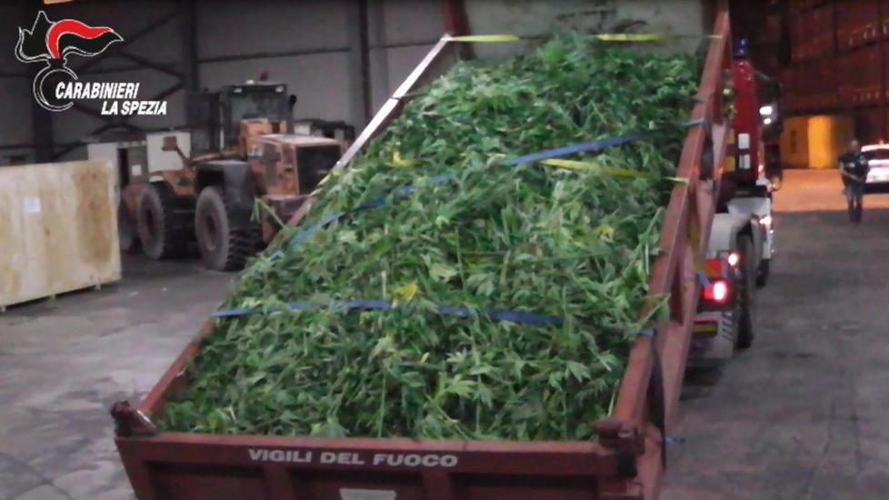 Piante di marijuana alte più di due metri nel campo sul Magra