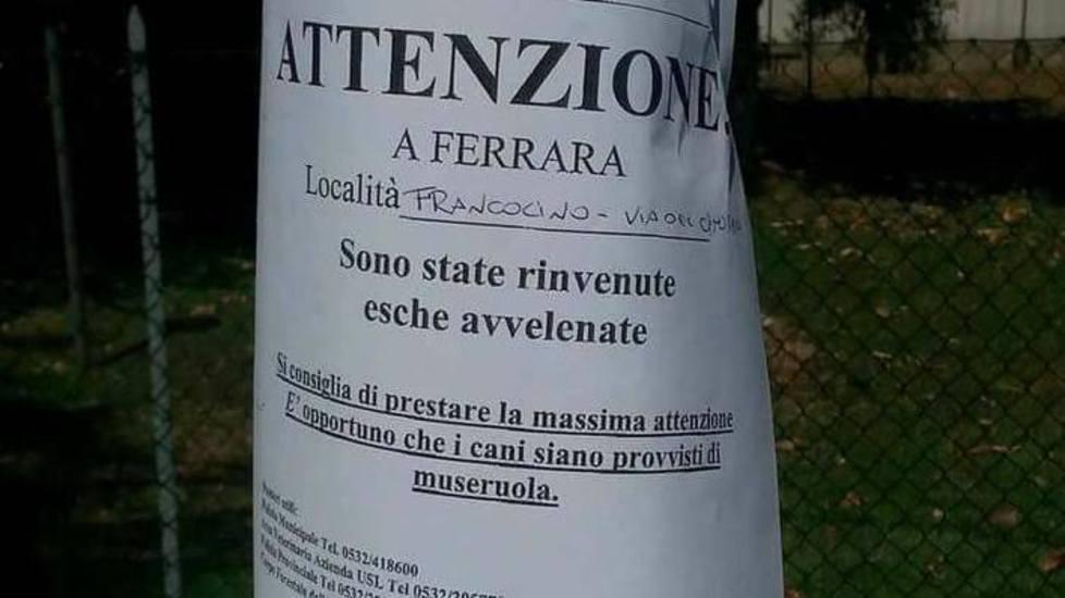 Rinvenute esche avvelenate Allarme incolumità per i cani 