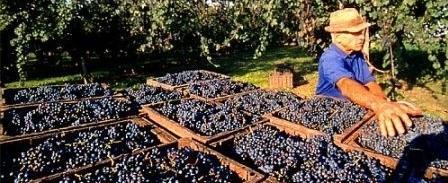 Oristano: caldo e siccità nemici ma il vino sarà eccellente 